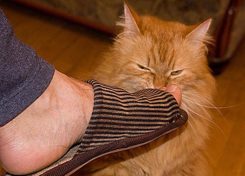 Почему кошкам нравится запах человеческого пота? 🐱 Кошки известны своей | Instagram