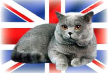 Британские кошки и коты