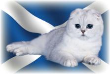 шотландские кошки и коты
